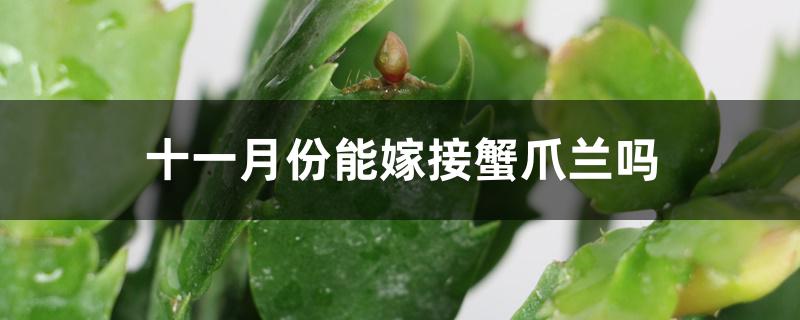 十一月份能嫁接蟹爪兰吗 十一月份能嫁接蟹爪兰吗