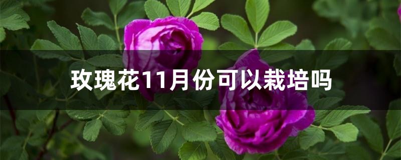 玫瑰花11月份可以栽培吗 玫瑰花11月份可以栽培吗