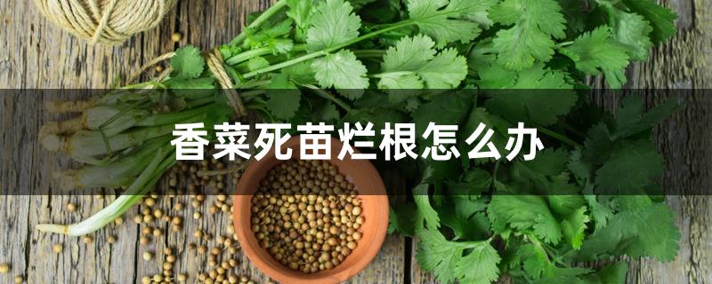 香菜死苗烂根怎么办 香菜死苗烂根怎么办