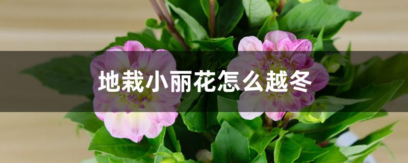 地栽小丽花怎么越冬 地栽小丽花怎么越冬
