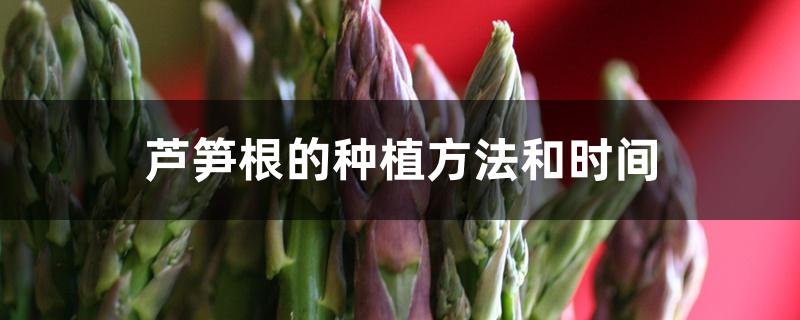 芦笋根的种植方法和时间