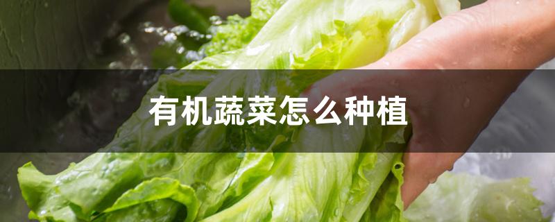 有机蔬菜怎么种植 有机蔬菜怎么种植
