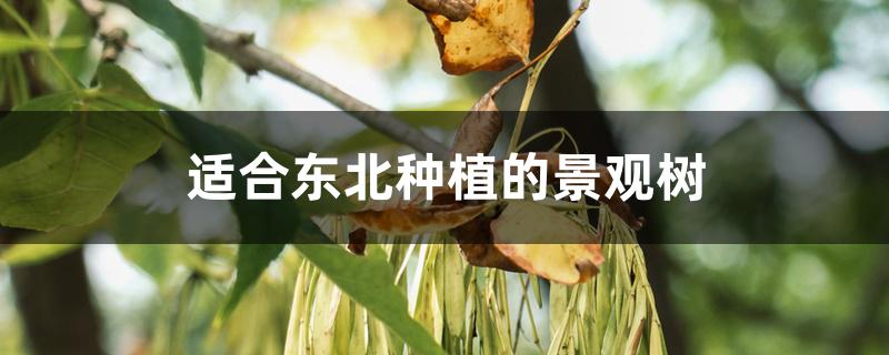 适合东北种植的景观树 适合东北种植的景观树