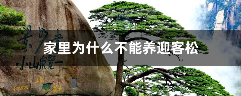 家里为什么不能养迎客松 家里为什么不能养迎客松