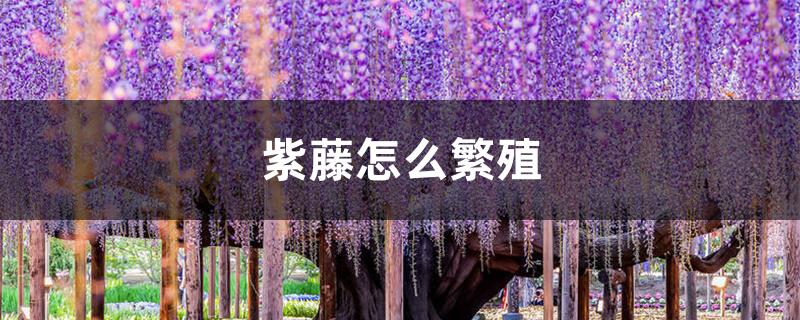 紫藤怎么繁殖 紫藤怎么繁殖