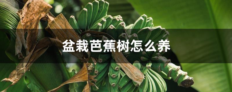 盆栽芭蕉树怎么养 盆栽芭蕉树怎么养