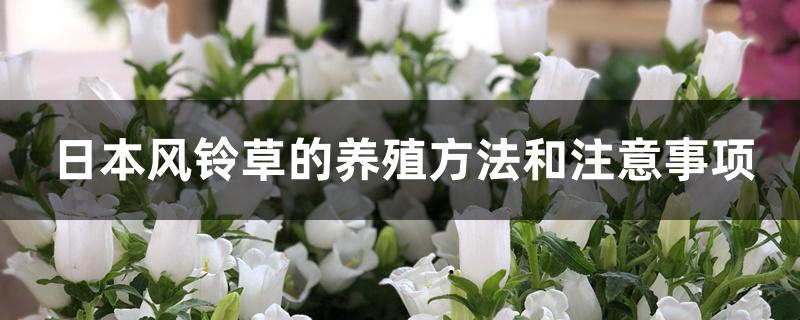 日本风铃草的养殖方法和注意事项 日本风铃草的养殖方法和注意事项