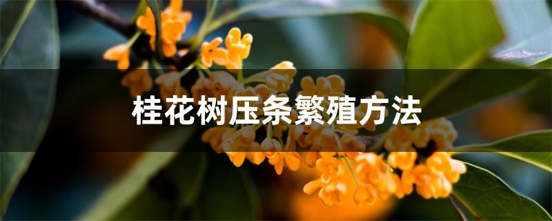 桂花树压条繁殖方法 桂花树压条繁殖方法
