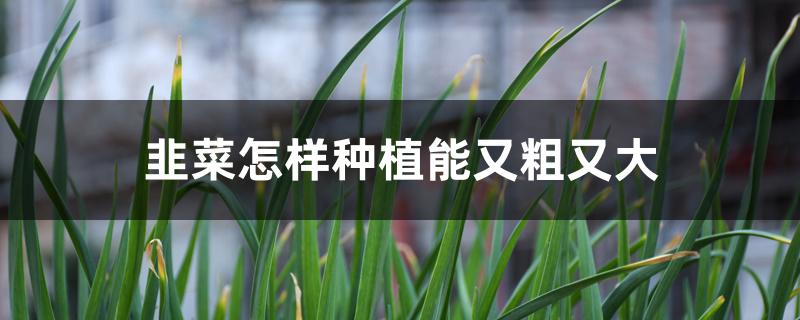 韭菜怎样种植能又粗又大 韭菜怎样种植能又粗又大