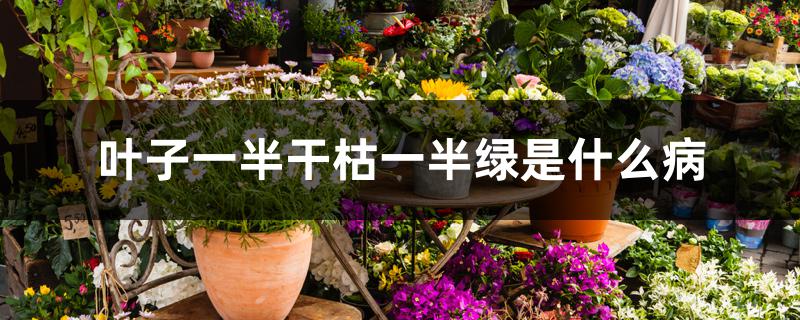 叶子一半干枯一半绿是什么病 叶子一半干枯一半绿是什么病