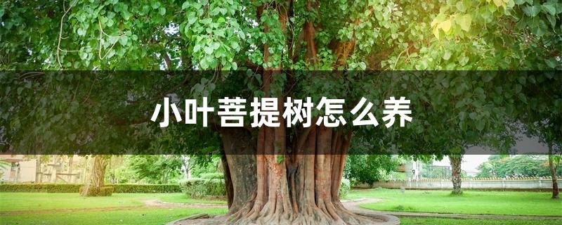 小叶菩提树怎么养 小叶菩提树怎么养