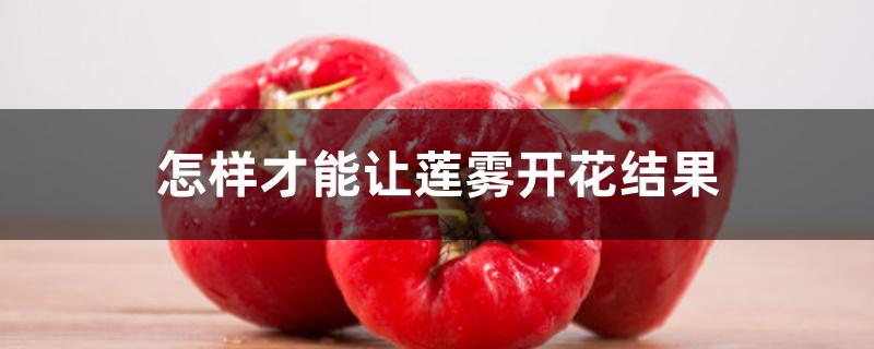 怎样才能让莲雾开花结果 怎样才能让莲雾开花结果