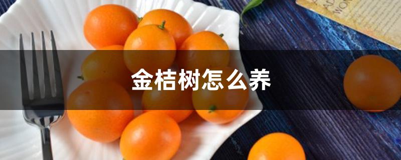 金桔树怎么养 金桔树怎么养