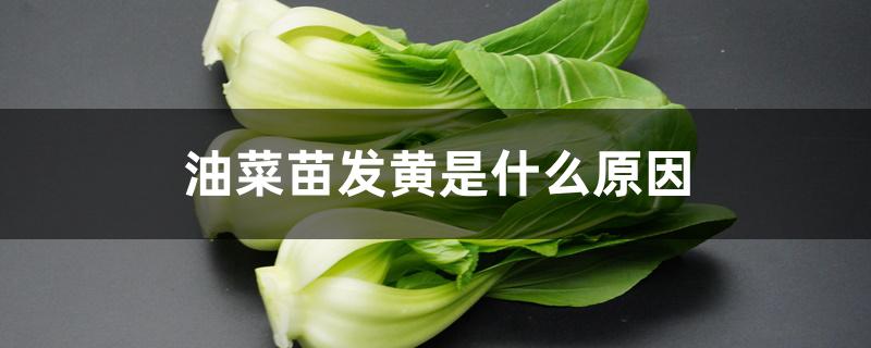 油菜苗发黄是什么原因 油菜苗发黄是什么原因