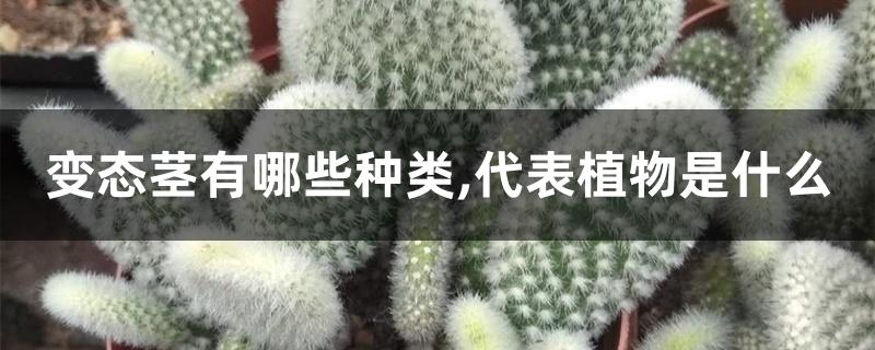 变态茎有哪些种类,代表植物是什么 变态茎有哪些种类,代表植物是什么