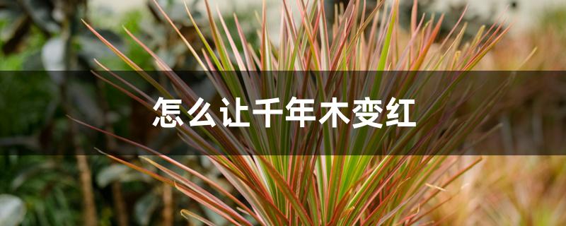 怎么让千年木变红 怎么让千年木变红
