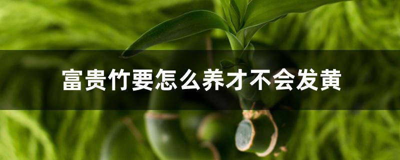 富贵竹要怎么养才不会发黄 富贵竹要怎么养才不会发黄