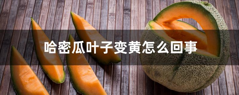 哈密瓜叶子变黄怎么回事 哈密瓜叶子变黄怎么回事
