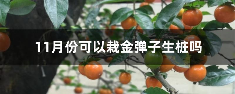 11月份可以栽金弹子生桩吗 11月份可以栽金弹子生桩吗