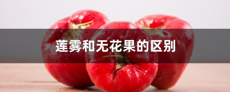 莲雾和无花果的区别 莲雾和无花果的区别