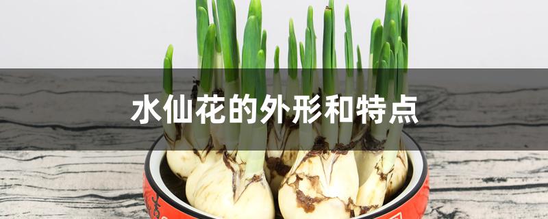 水仙花的外形和特点 水仙花的外形和特点