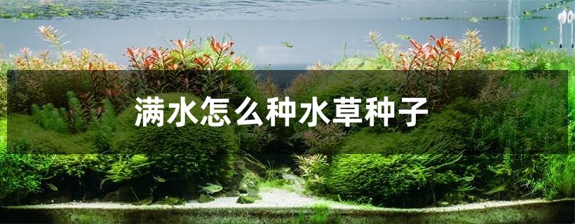 满水怎么种水草种子 满水怎么种水草种子