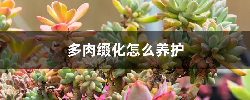 多肉缀化怎么养护 多肉缀化怎么养护