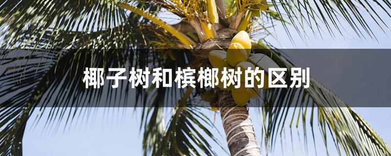 椰子树和槟榔树的区别 椰子树和槟榔树的区别