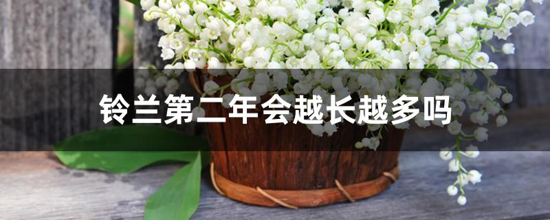 铃兰第二年会越长越多吗
