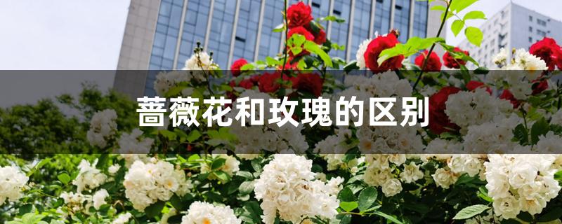 蔷薇花和玫瑰的区别 蔷薇花和玫瑰的区别