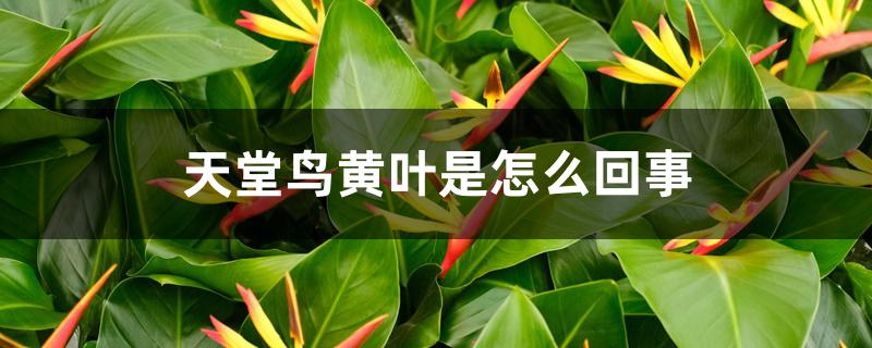 天堂鸟黄叶是怎么回事 天堂鸟黄叶是怎么回事