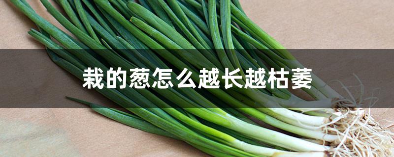 栽的葱怎么越长越枯萎 栽的葱怎么越长越枯萎