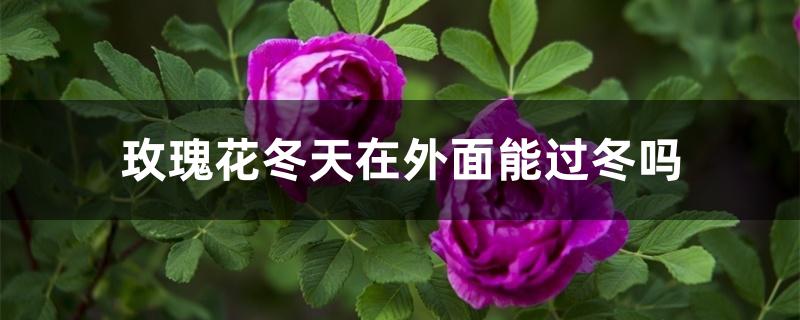 玫瑰花冬天在外面能过冬吗 玫瑰花冬天在外面能过冬吗