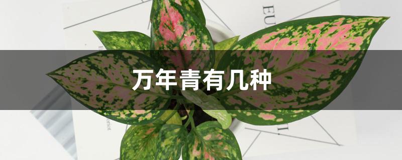万年青有几种 万年青有几种