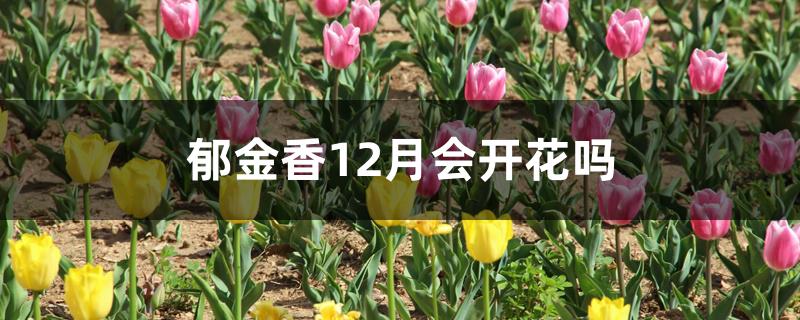 郁金香12月会开花吗 郁金香12月会开花吗