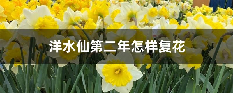 洋水仙第二年怎样复花 洋水仙第二年怎样复花
