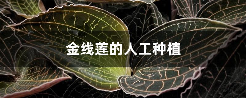 金线莲的人工种植 金线莲的人工种植