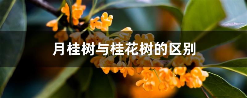 月桂树与桂花树的区别 月桂树与桂花树的区别