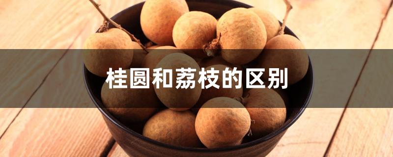 桂圆和荔枝的区别
