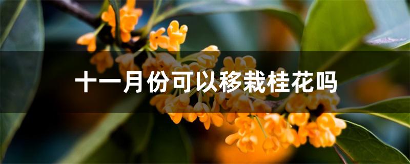 十一月份可以移栽桂花吗 十一月份可以移栽桂花吗