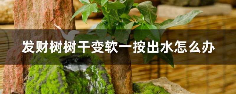 发财树树干变软一按出水怎么办 发财树树干变软一按出水怎么办