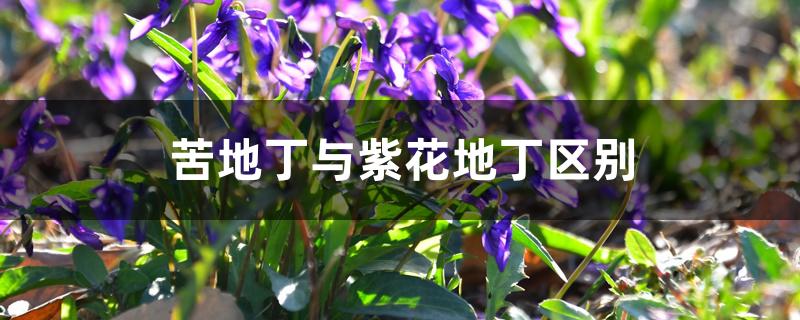 苦地丁与紫花地丁区别 苦地丁与紫花地丁区别