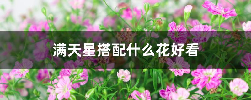 满天星搭配什么花好看 满天星搭配什么花好看