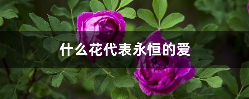 什么花代表永恒的爱 什么花代表永恒的爱