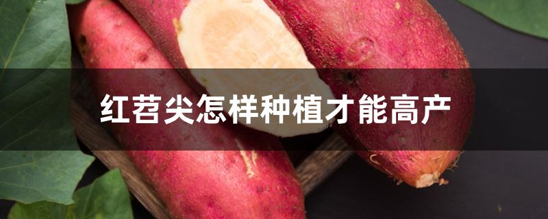 红苕尖怎样种植才能高产 红苕尖怎样种植才能高产