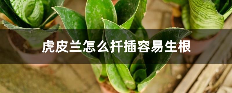 虎皮兰怎么扦插容易生根 虎皮兰怎么扦插容易生根