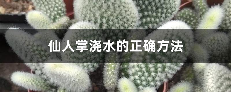 仙人掌浇水的正确方法 仙人掌浇水的正确方法