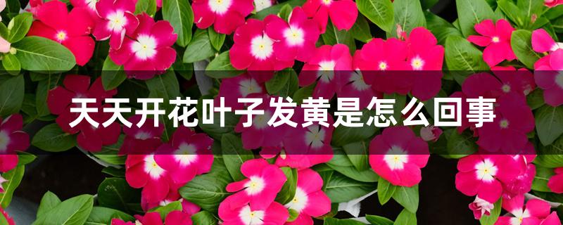 天天开花叶子发黄是怎么回事 天天开花叶子发黄是怎么回事