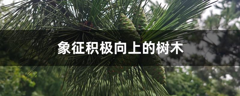 象征积极向上的树木 象征积极向上的树木