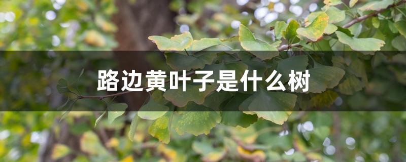 路边黄叶子是什么树 路边黄叶子是什么树